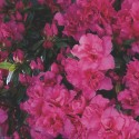 AZALEA japonica Grandino Rose
