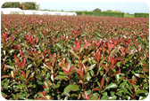 Photinia