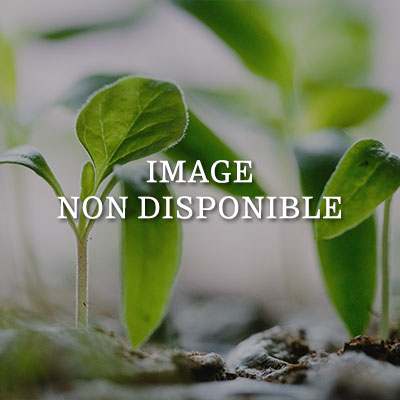 Photo indisponible GAURA Varié  C5 Rond carré 