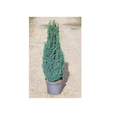 CONIFERE varié  C10 