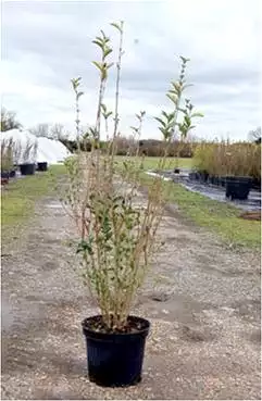 LIGUSTRUM ovalifolium 100/125 C10 