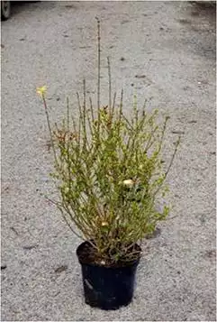 LIGUSTRUM ovalifolium Aureum 80/100 C10 