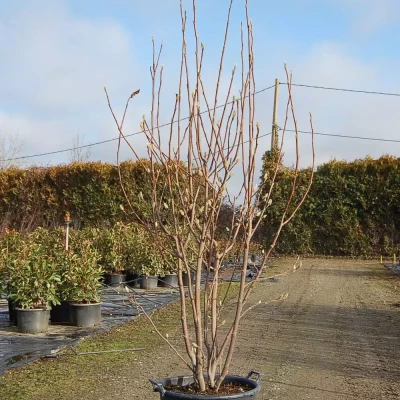 MAGNOLIA varié 175/200 C45 