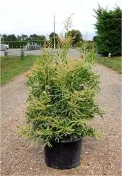 PIERIS varié 70/80 C20 