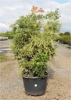 PIERIS varié 80/100 C45 