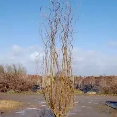 SALIX matsudana Tortuosa 150/200 C10 