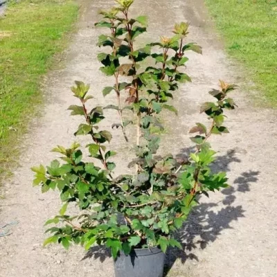 VIBURNUM opulus Roseum 100/125 C10 