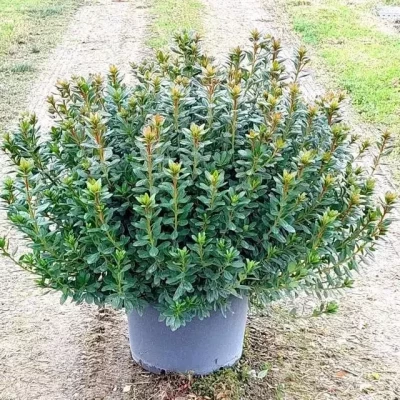 AZALEA japonica varié 60/80 C20 