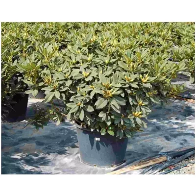 RHODODENDRON hybride varié 120/130 C80 