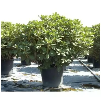 RHODODENDRON hybride varié 130/150 C80 
