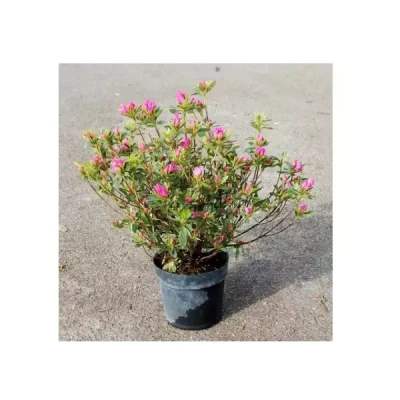 AZALEA japonica varié retardé 40 CM DIAM C7,5 