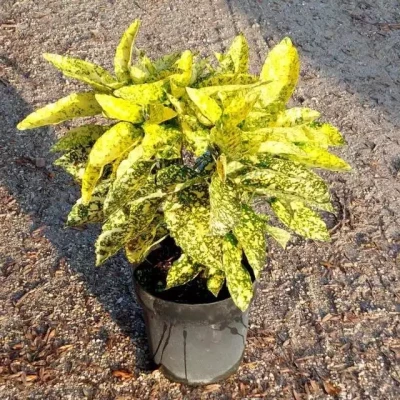 AUCUBA japonica Crotonifolia 40 CM DIAM C7,5 