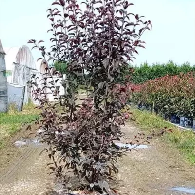 MALUS COCCINELLA 'Courtarou' 150/175 C10 