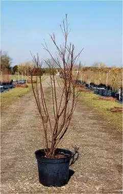 TAMARIX ramosissima Rubra  C10 