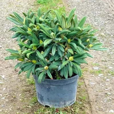 RHODODENDRON yakushimanum varié 40 CM DIAM C7,5 