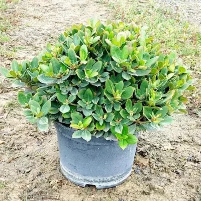 RHODODENDRON nain varié 40 CM DIAM C7,5 