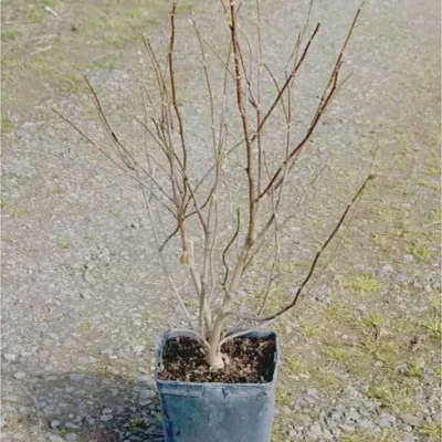 MAGNOLIA varié 60/90 C5 Rond carré 