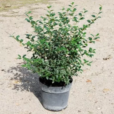 OSMANTHUS burkwoodii  C7,5 