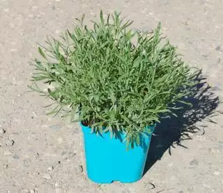 LAVANDULA intermedia Dutch Lavander  C5 Rond carré 