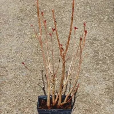 AZALEA mollis varié 40/50 C5 Rond carré 