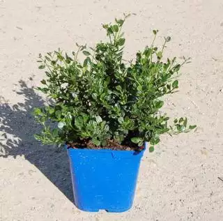 CEANOTHUS arboreus Skylark  C5 Rond carré 