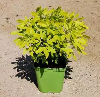 CHOISYA varié  C5 Rond carré 