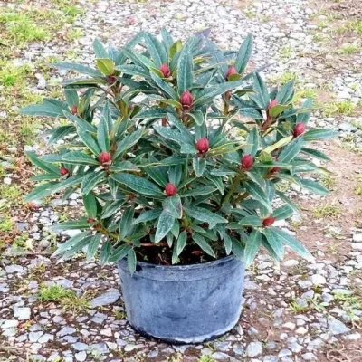 RHODODENDRON hybride Graziella 25/30 C3 