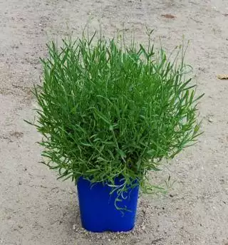 LAVANDULA angustifolia Munstead  C5 Rond carré 