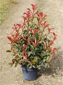 PHOTINIA fraseri Carré Rouge 60/80 C7,5 