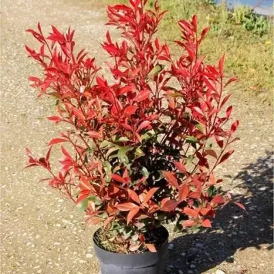 PHOTINIA fraseri Carré Rouge  C7,5 