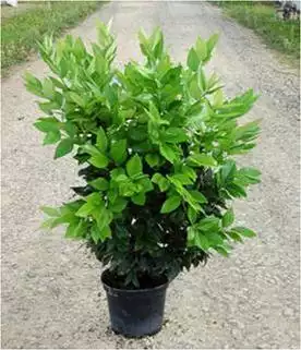 LIGUSTRUM japonicum Texanum  C10 