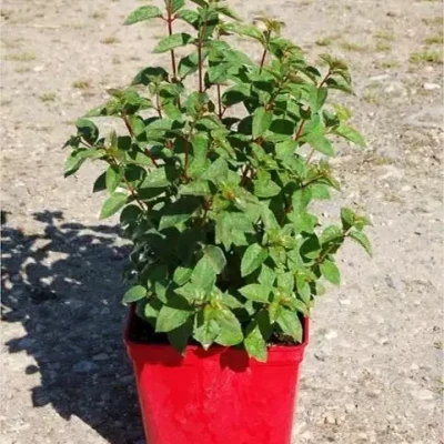 FUCHSIA  Varié  C5 Rond carré 