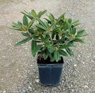 RHODODENDRON hybride varié  C5 Rond carré 