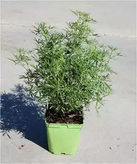 CHOISYA ternata White Dazzler  C5 Rond carré 