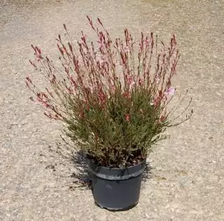 GAURA Varié  C7,5 