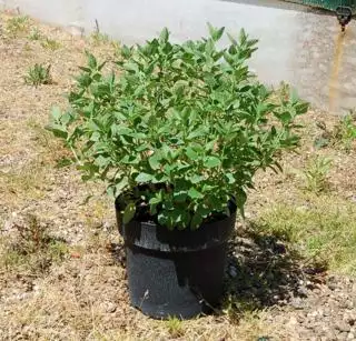 SALVIA microphylla Cera Potosi  C7,5 