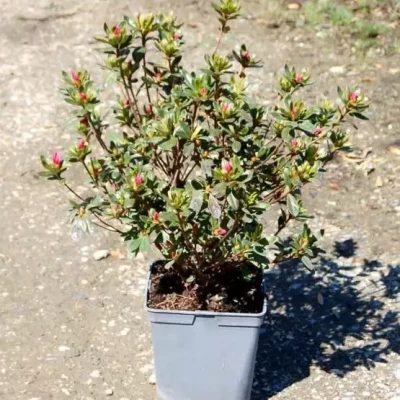 AZALEA japonica varié Primeur 30/40 Primeur C5 Rond carré 