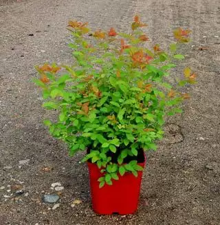 SPIRAEA varié  C5 Rond carré 