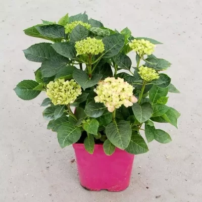 HORTENSIA macrophylla primeur varié Primeur C5 Rond carré 