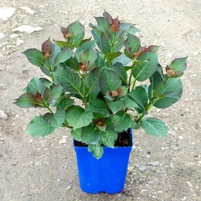 HYDRANGEA Varié Primeur Primeur C5 Rond carré 