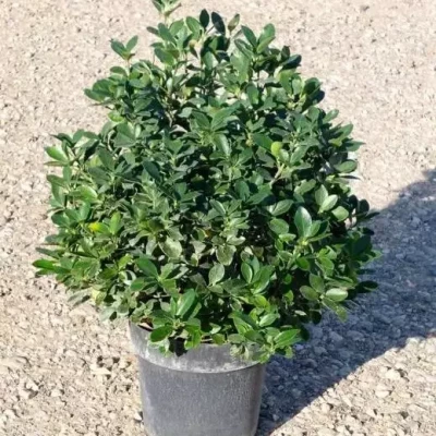 EUONYMUS varié  C7,5 