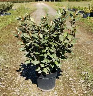 ELAEAGNUS ebbingei Compacta  C7,5 