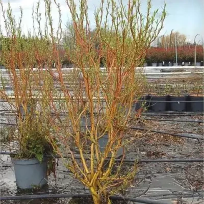 SALIX x Erythroflexuosa  C10 