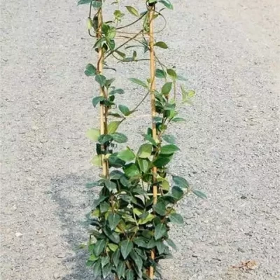 TRACHELOSPERMUM jasminoides PALISSE PALISSE C5 Rond carré 