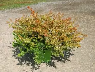 ABELIA x grandiflora Kaleidoscope 40/50 C5 Rond carré 