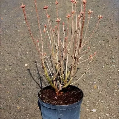 AZALEA mollis varié 80/100 C12 