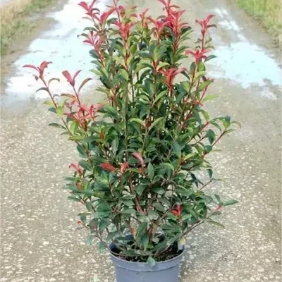 PHOTINIA fraseri Carré Rouge 100/120 C10 