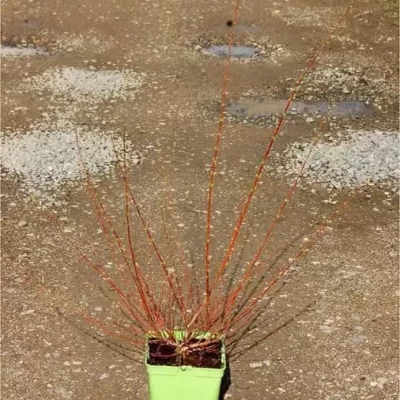 SALIX integra Hakuro Nishiki 60/70 DECO C5 