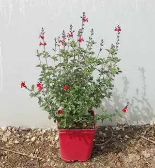 SALVIA Varié 40/50 C5 Rond carré 