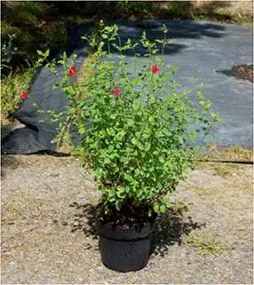 SALVIA Varié 50/60 C7,5 